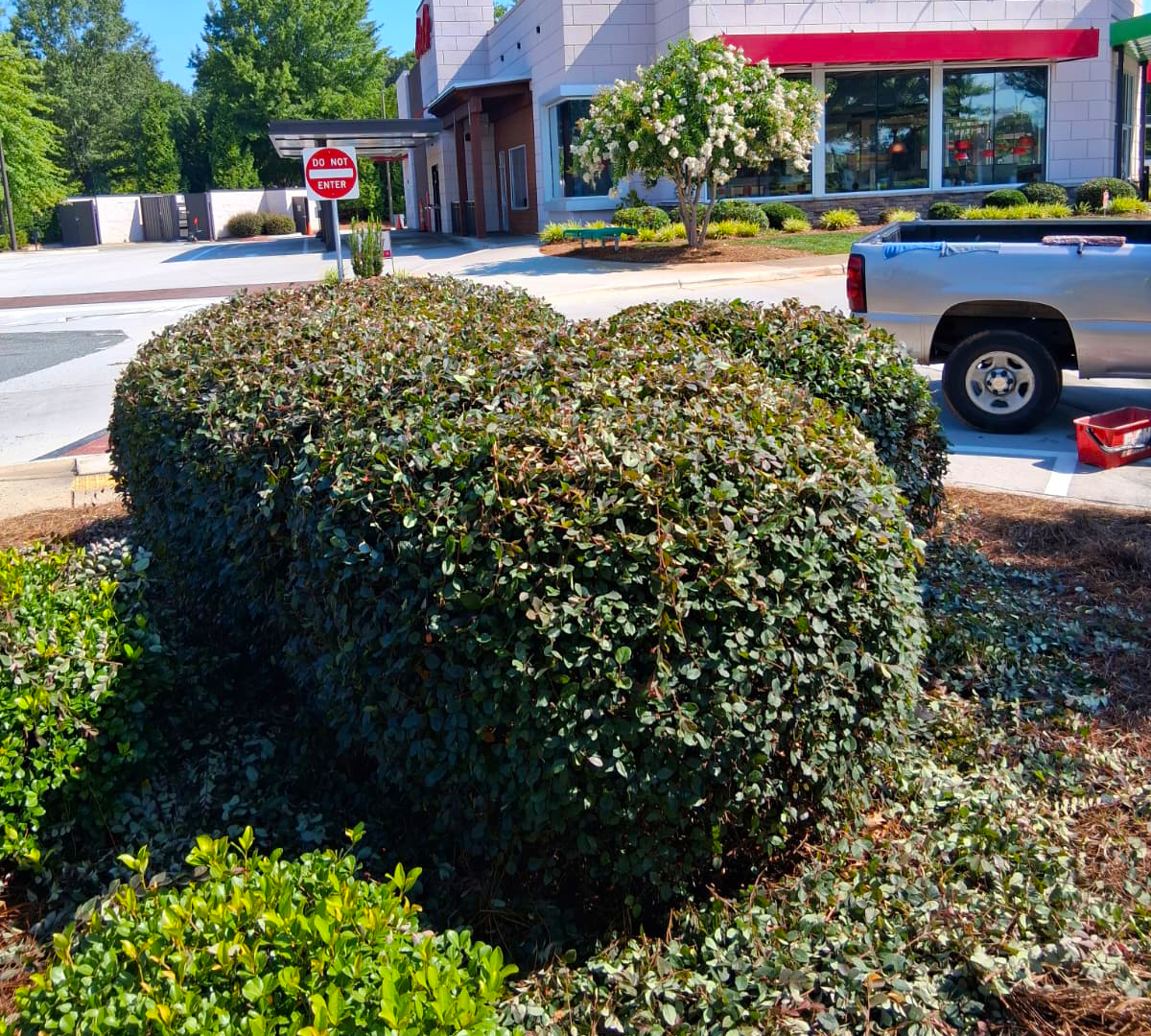 Mulch and Pine Needle Installation