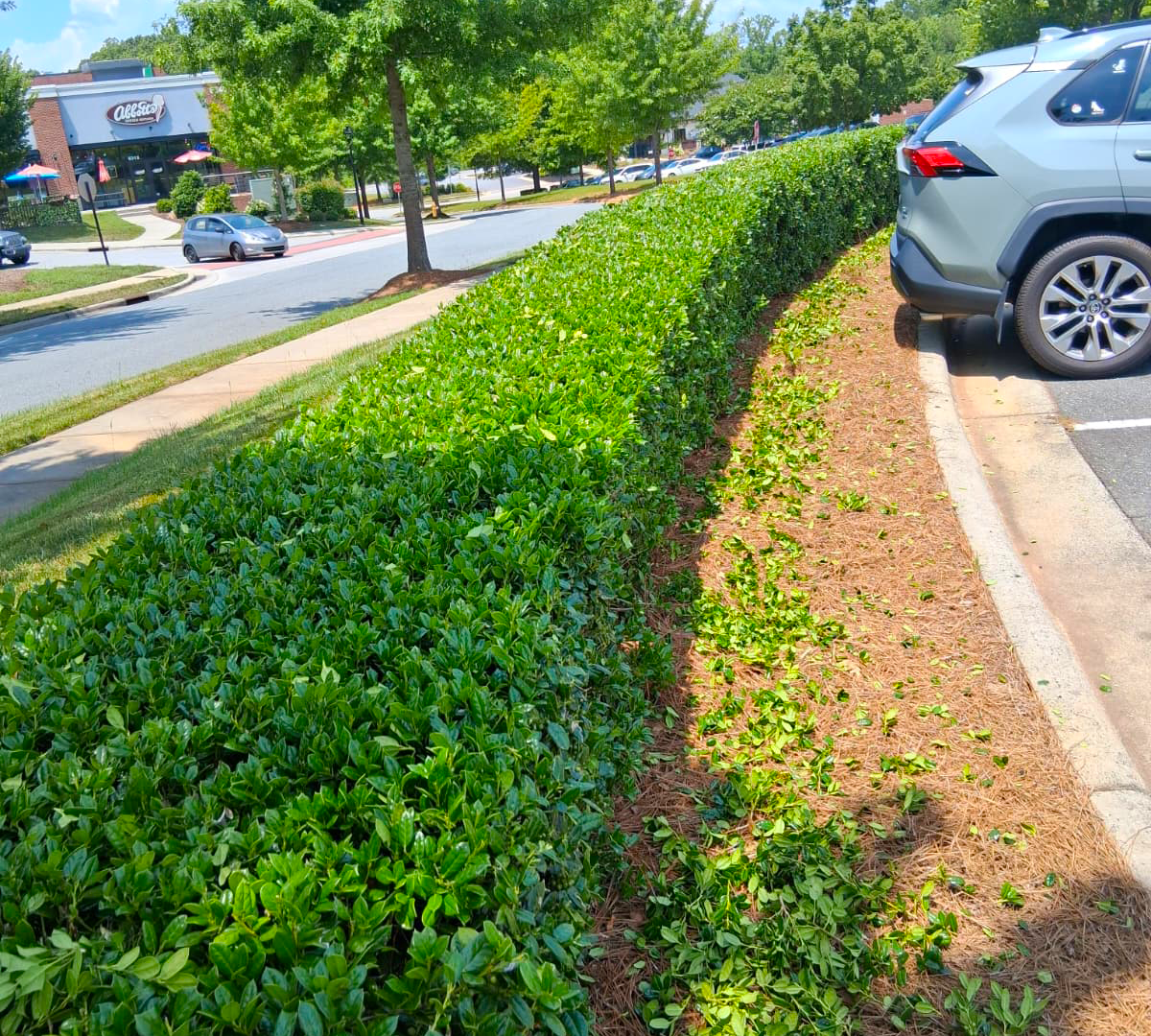 Hedge and Bush Trimming Services